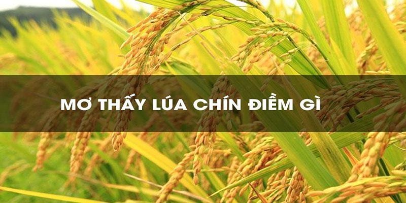 Giải mã con số may mắn khi nằm mơ thấy lúa chín vàng