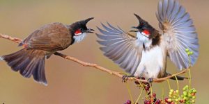 Mơ Thấy Chim Chào Mào - Giải Mã Giấc Mơ Và Con Số Bí Ẩn