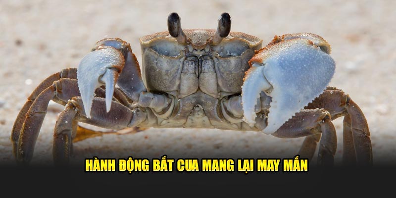 Hành động bắt cua mang lại may mắn