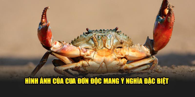 Hình ảnh của cua đơn độc mang ý nghĩa đặc biệt