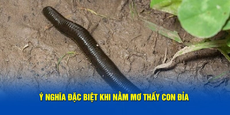Ý nghĩa đặc biệt khi nằm mơ thấy con đỉa